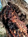 <p>A tree scar from a recent storm</p>