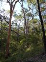 <p>Wonderful trees on the creekside slopes of hill three</p>