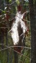 <p>Weird spidery stuff</p>