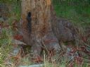 <p>Standing guard at a creek on Three Hills</p>