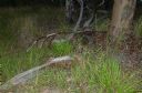 <p>Pic 47 in this gallery shows how this looked just a while ago.  Nature is reclaiming the fallen log</p>