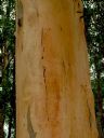 <p>Platypus Tree</p>