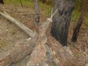 <p>Trailside seat and corral</p>