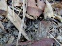 <p>This scuttler may be a relative of the one in pic 7 of this gallery</p>