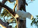 <p>This bird was working hard with its beak to make a bigger hole in the tree</p>