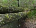 <p>A quiet spot where roos come to drink</p>
