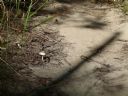 <p>Fungi of all sorts popped up after a recent downpour.  Many in places you'd never expect</p>