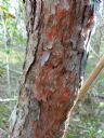 <p>One side of this tree trunk was coloured red brown.  Not sure why</p>