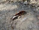 <p>This leaf was a favourite with some red ants</p>