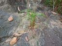 <p>Kangaroo Grass growing on rock</p>