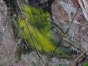 <p>A swathe of green</p>