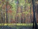 <p>Four days earlier the ground was barren after a controlled burn</p>