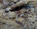 <p>One tough ant.  Big too.</p>