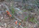 <p>Colourful bush</p>