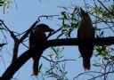 <p>Even the kookaburras were hot and bothered this day</p>