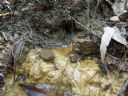 <p>A sub-soil water tube January 2015</p>