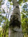 <p>Tree Trifids</p>