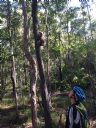 <p>A young, male koala only 20m from the start of Casuarina Loop at the velodrome</p>