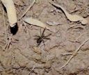 <p>This spider was out at night (and we spotted him)</p>