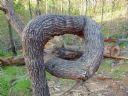 <p>A big tree fell over Barney's, but the Twisted Tree survived</p>