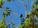 <p>This spangled drongo does not have a swallow tail!</p>