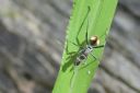 <p>Ant</p>