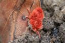 <p>Red Velvet Mite</p>