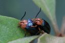 <p>Two Bugs</p>