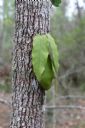 <p>Vine Borrowing a trunk</p>