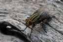 <p>Fly on C-Grove Trail.</p>