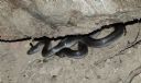 <p>A lovely, timid little wriggler</p>