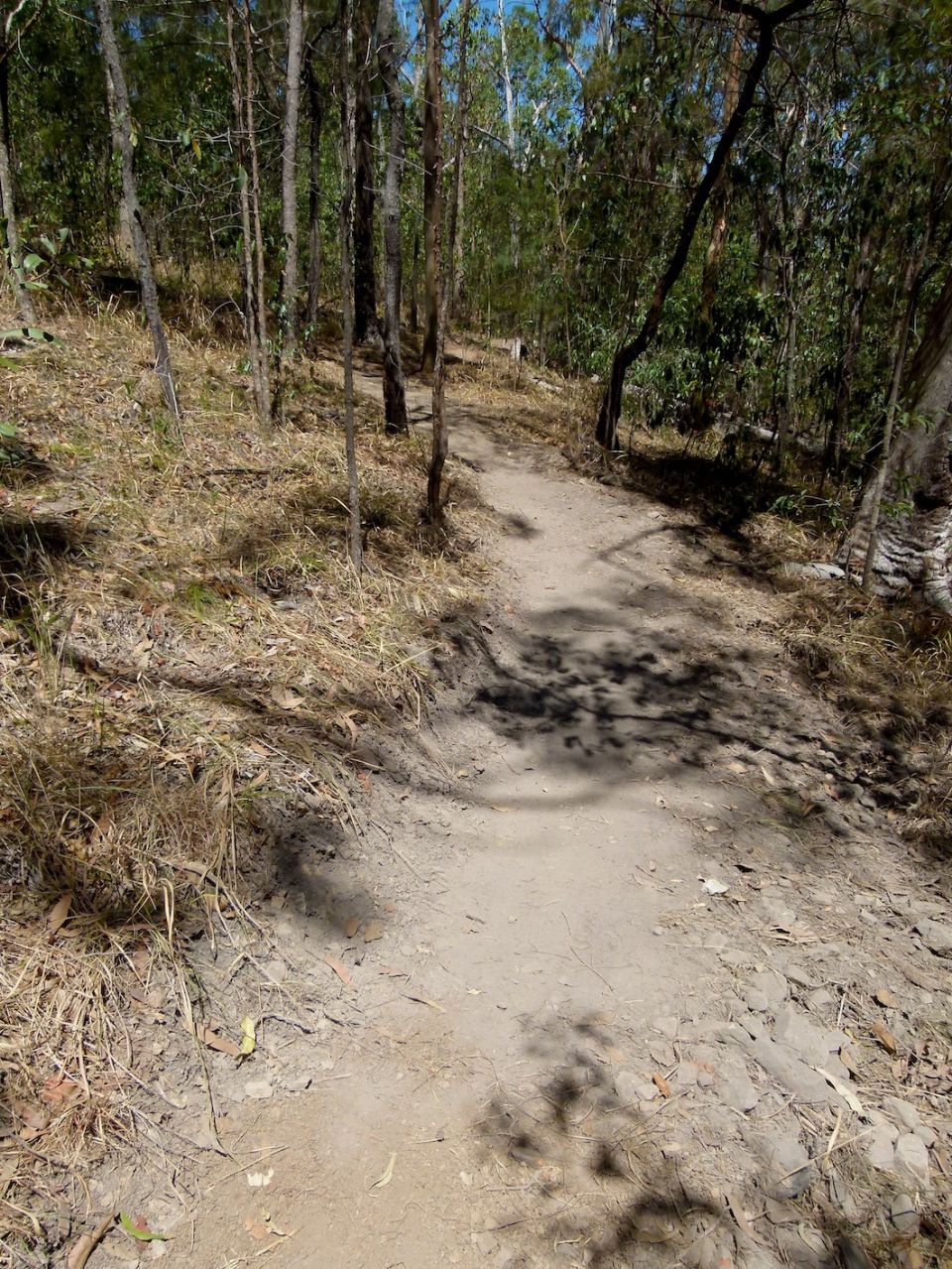 Trail flows out of the trees above