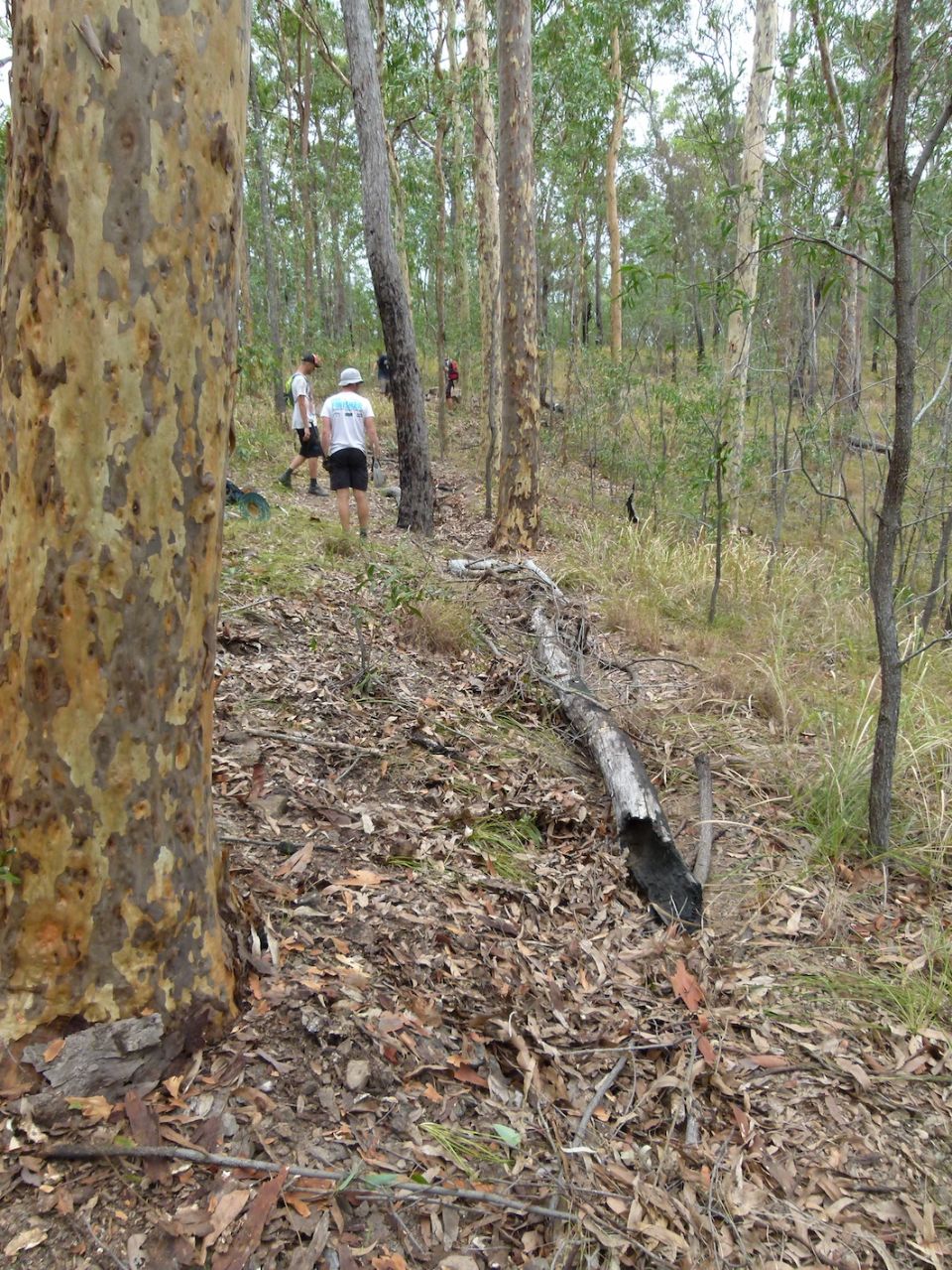 There was a trail here