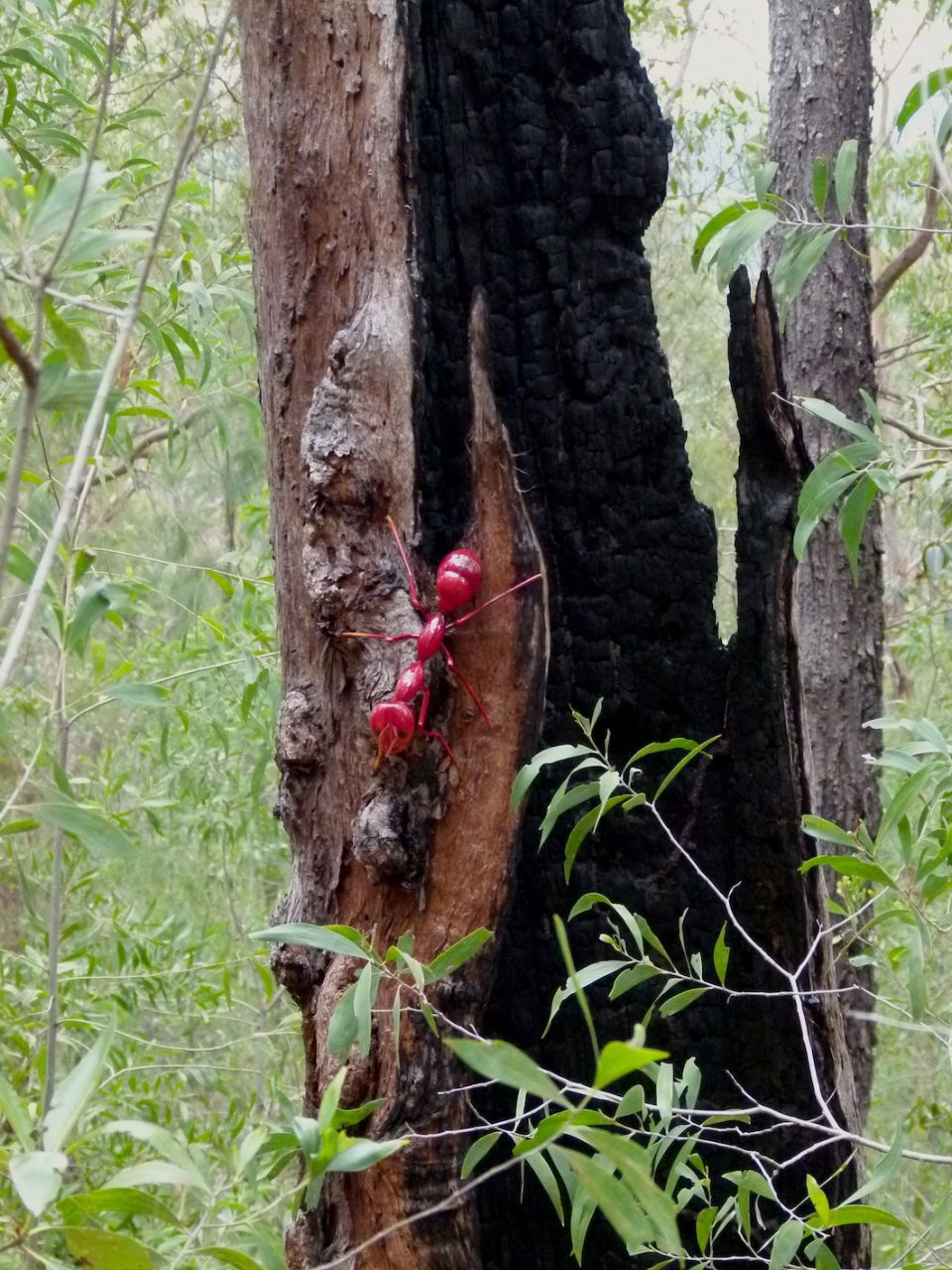 Ninja Trail Mascot ant
