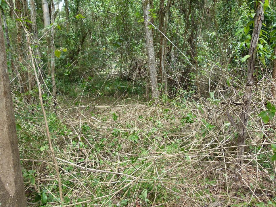 Lantana -arrgghhh