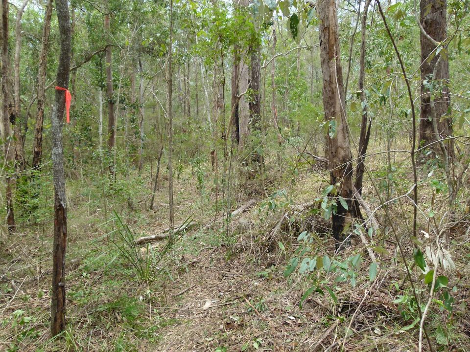 A nice little floodplain clearing will be seen below the trail