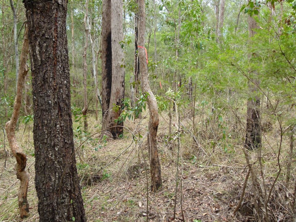 Nice trees leading up after lantana was removed