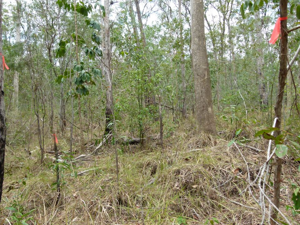 Trail will turn behind the large tree