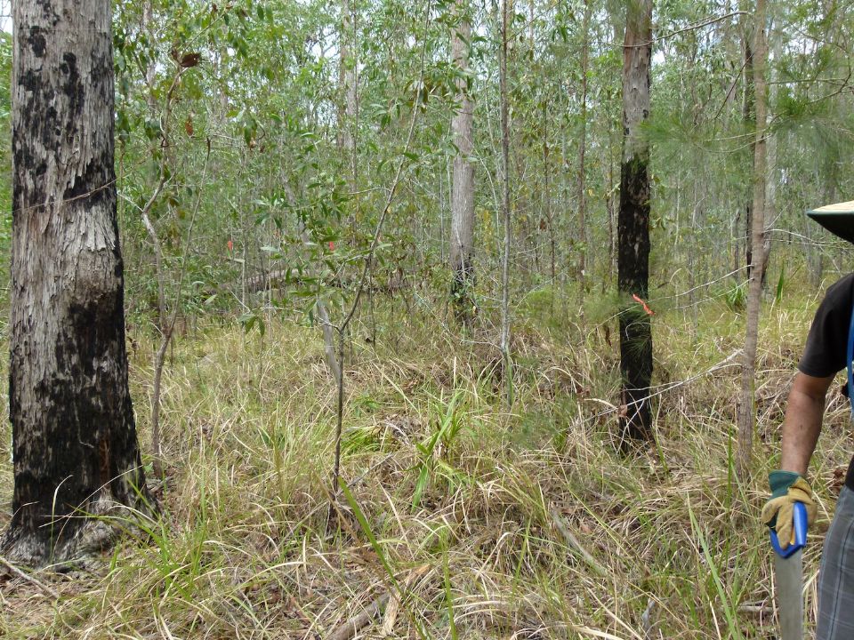 Turn around the standing tree and head toward the fallen one