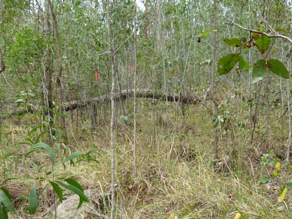 The fallen tree is a marker for the upper limit of this diversion