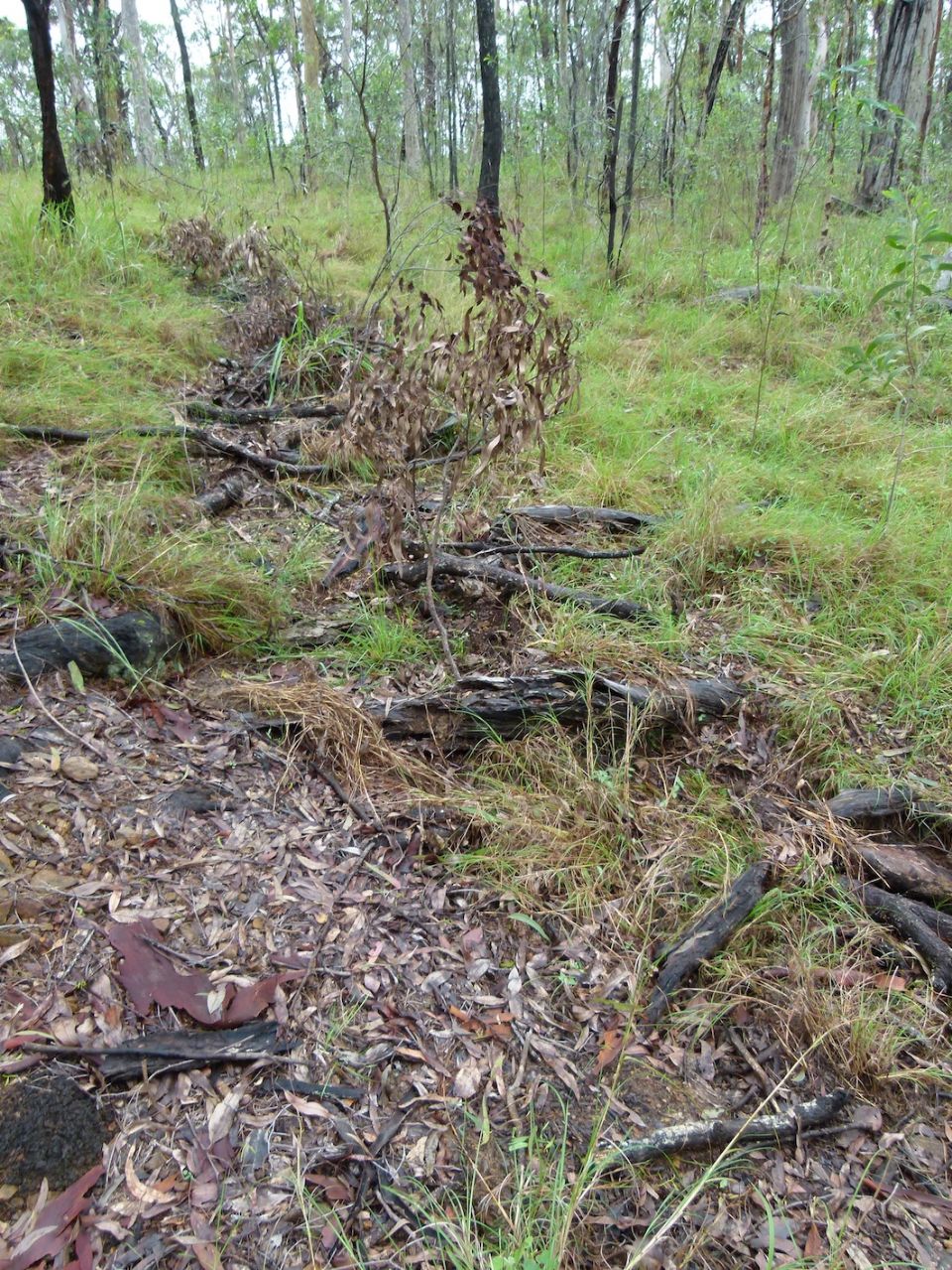 Old trail closure growing back nicely