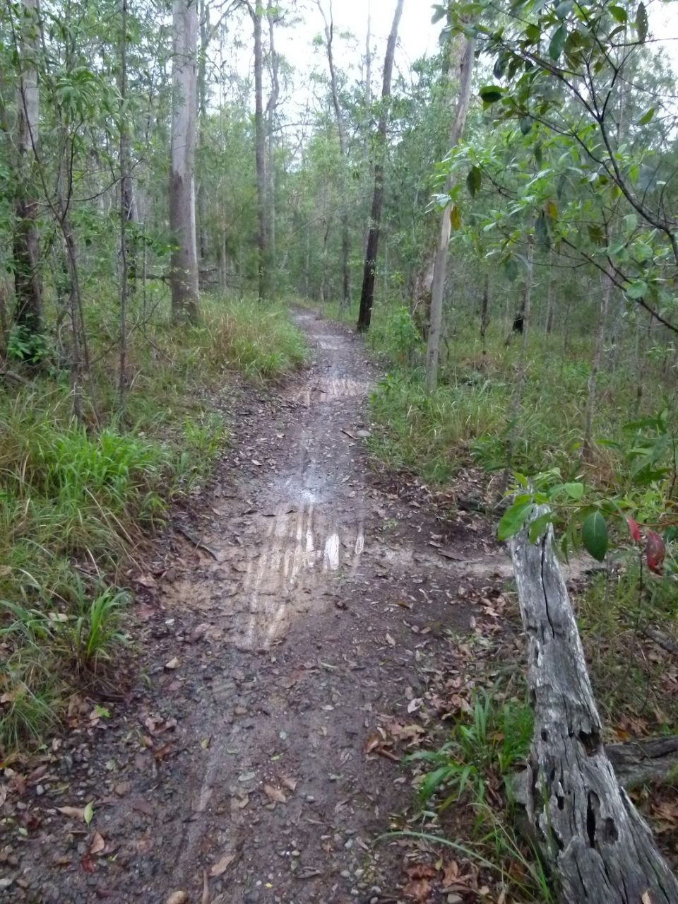 Sodden drainages on Casuarina