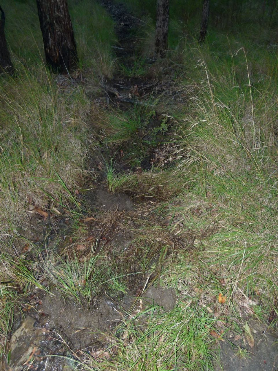 Grass transplanted to slow water flow and regenerate an old trail line