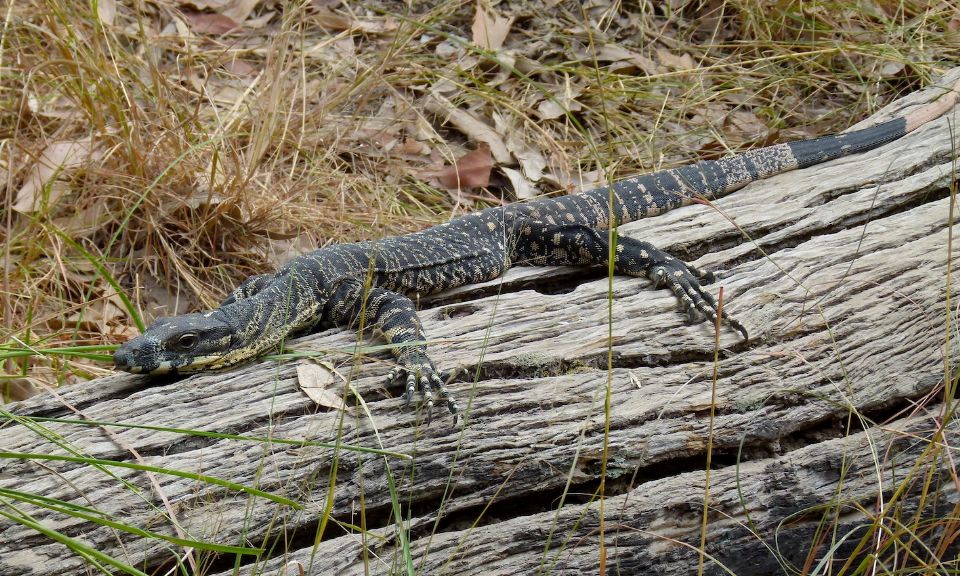Flacco the goanna using a log we like to rest on too