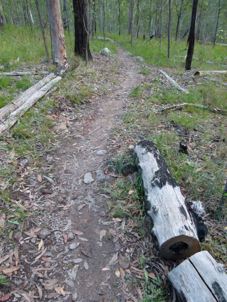 Solid singletrack after massive rains