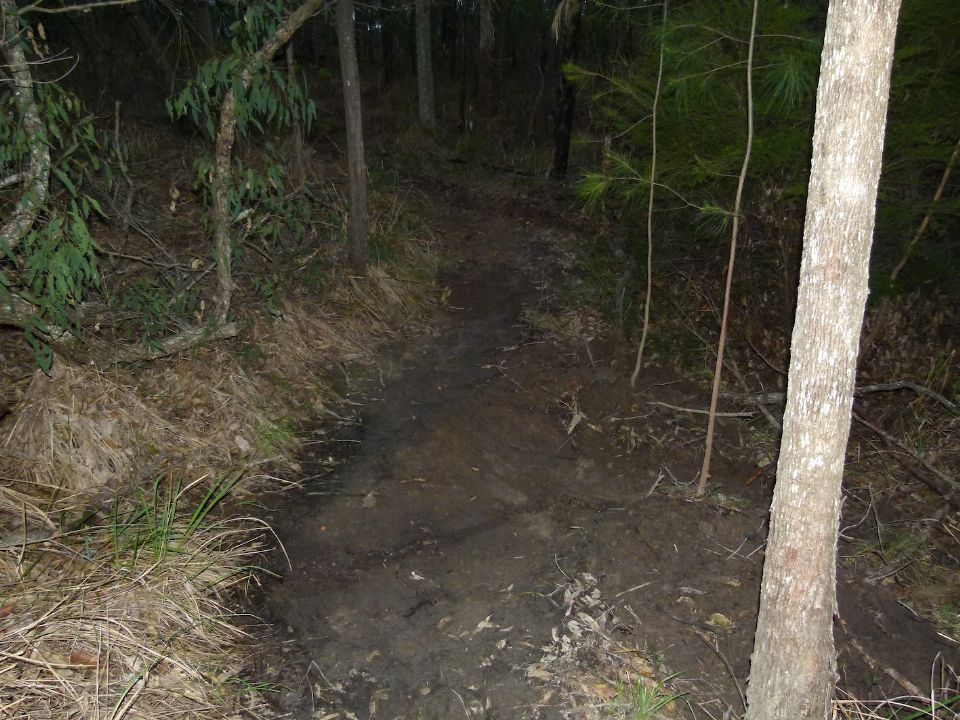 Trail line should go through the fallen tree left of pic