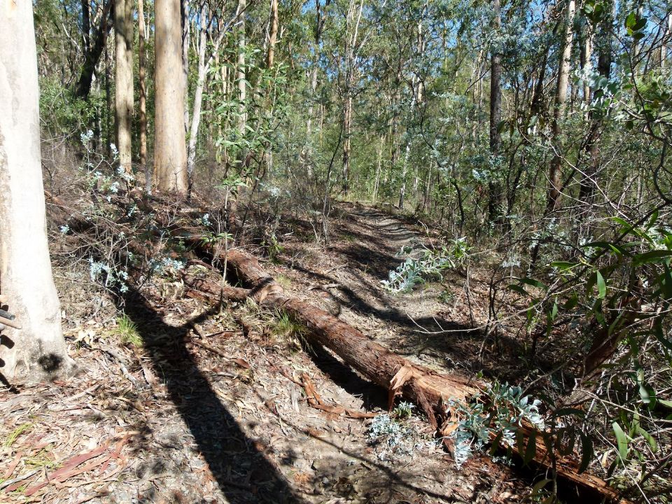 Treefall as predicted after the gale