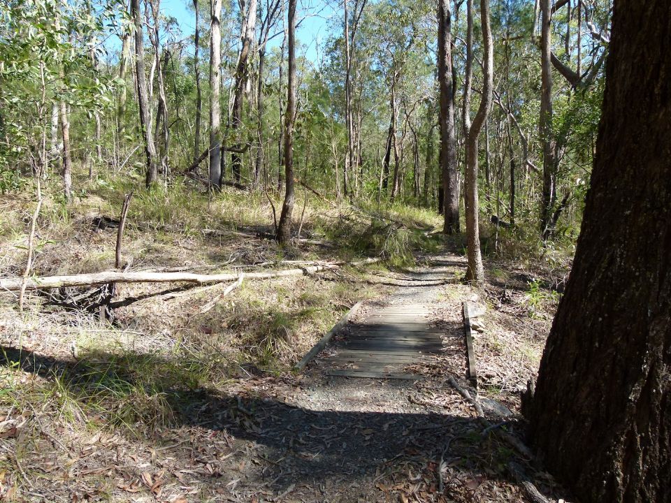 Fallen sapling and other mess