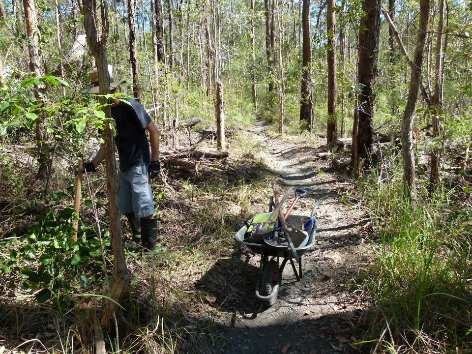 Removed vines, lantana and trimming improve the trail and help native plants
