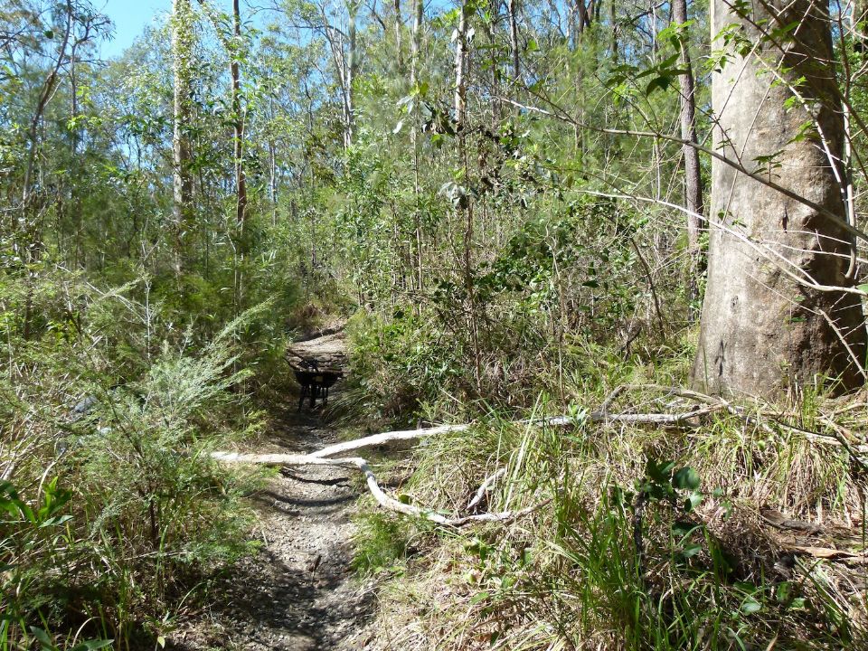 A mix of trail issues